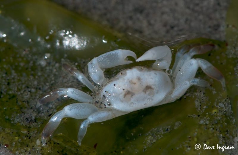 Pea Crab (Pinnixa sp.)