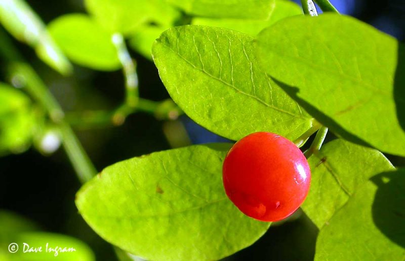 Red Huckleberry (Vaccinium parvifolium)