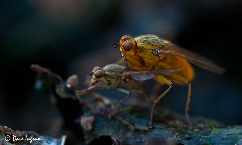 Golden-haired Dung Flies (Scathophaga stercoraria) Mating