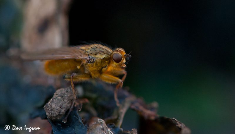 Golden-haired Dung Fly (Scathophaga stercoraria)