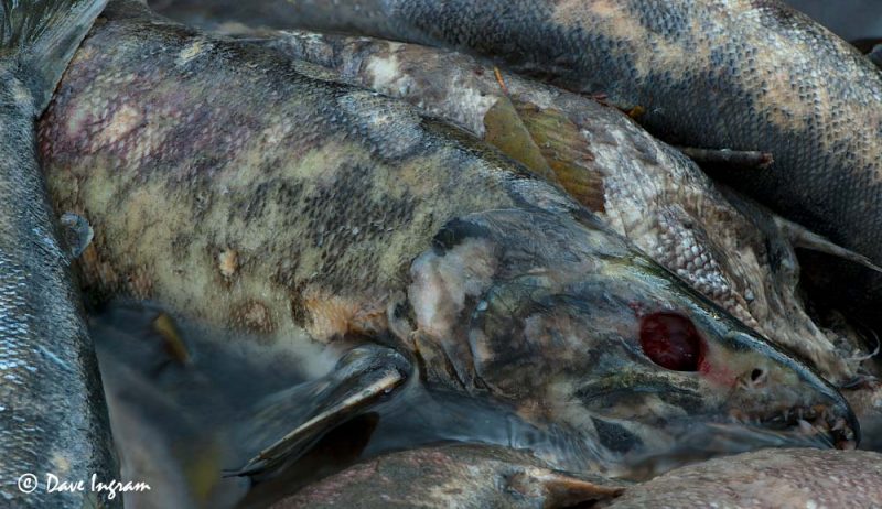Chum Salmon (Oncorhynchus keta) detail