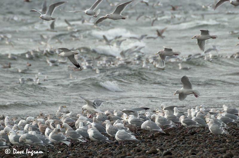 Gulls Gathering