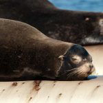 Let Sleeping Lions Lie