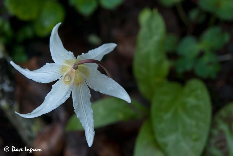 White Fawn Lily (Erythronium oregonum)