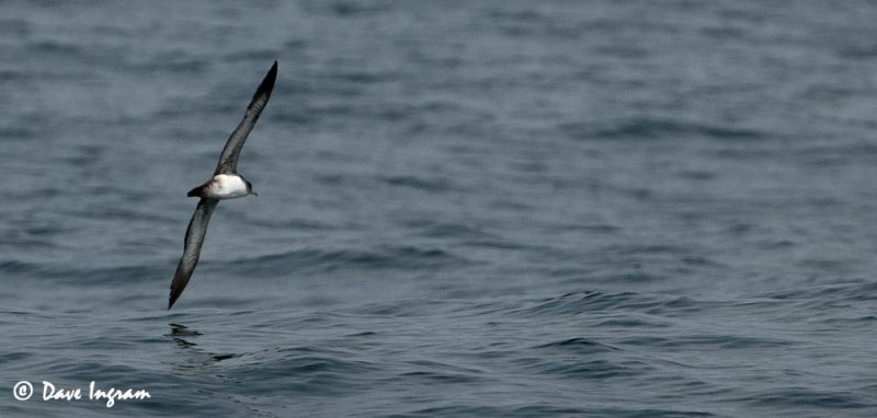 Pink-footed Shearwater (Puffinus creatopus)