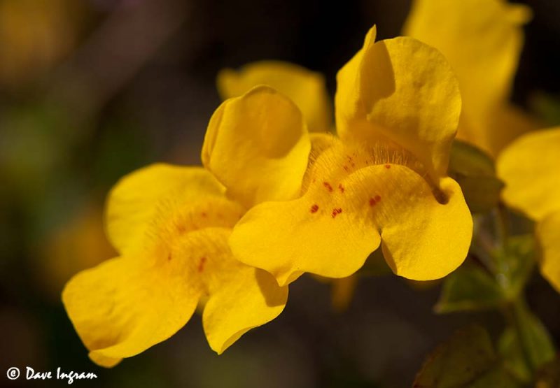 Yellow monkey-flower (Mimulus guttatus) 