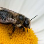 Western Leafcutting Bee?
