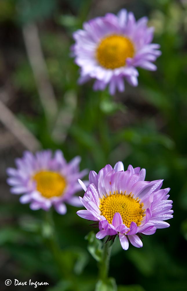 Subalpine Daisy (Erigeron peregrinus)