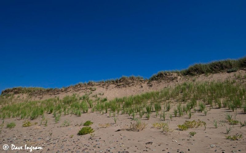 Dunes at West Mabou Beach