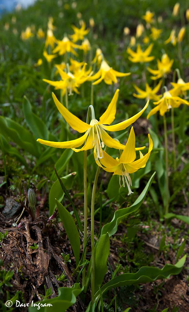 Yellow Glacier Lilies (Erythronium grandiflorum)