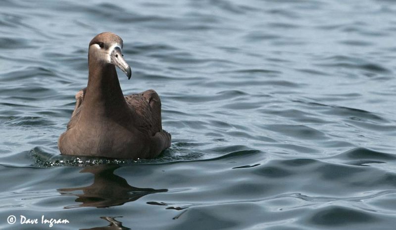 Black-footed Albatross