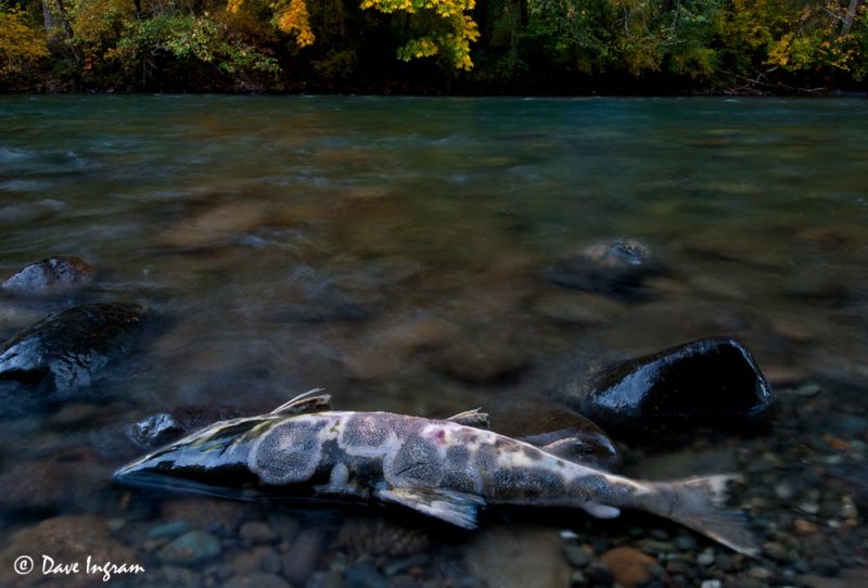 Chum Salmon (Oncorhynchus keta) and Fall Colours
