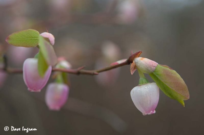 Oval-leaved Blueberry