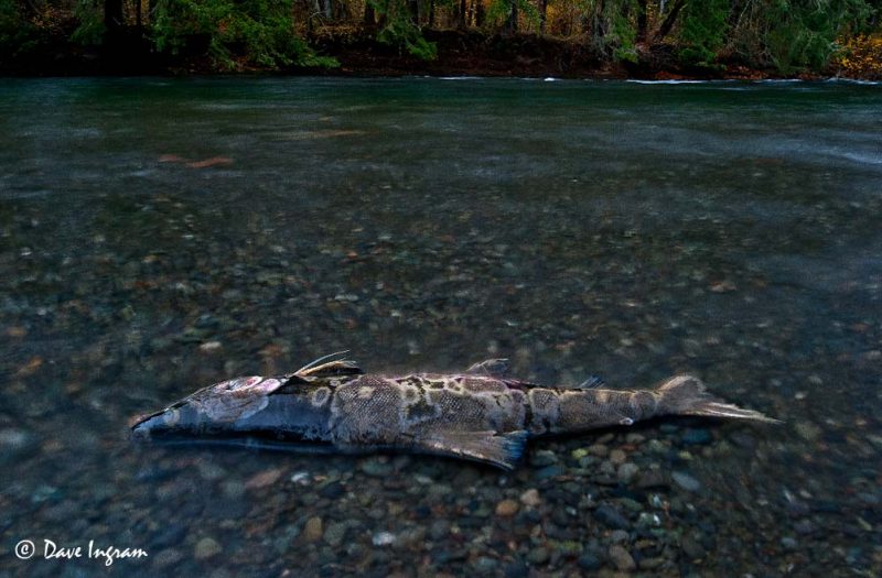 Chum Salmon (Oncorhynchus keta) - Puntledge River
