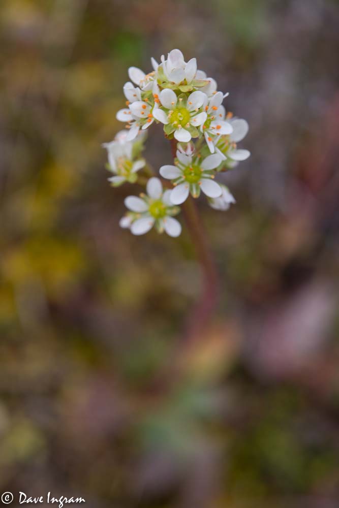 Grassland Saxifrage (Saxifraga integrifolia)