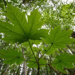 Devil's Club (Oplopanax horridus) Leaves