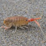 California beach hopper (Megalorchestia californiana)