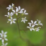 Coast Boykinia (Boykinia occidentalis)
