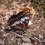 Lorquin's Admiral (Limentis lorquini ssp. ilgae) - Side View