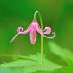 Pink Fawn Lily (Erythronium revolutum)