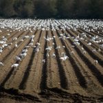 An Occupation of Snow Geese