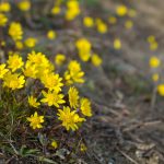 Common Spring-Gold (Crocidium multicaule)