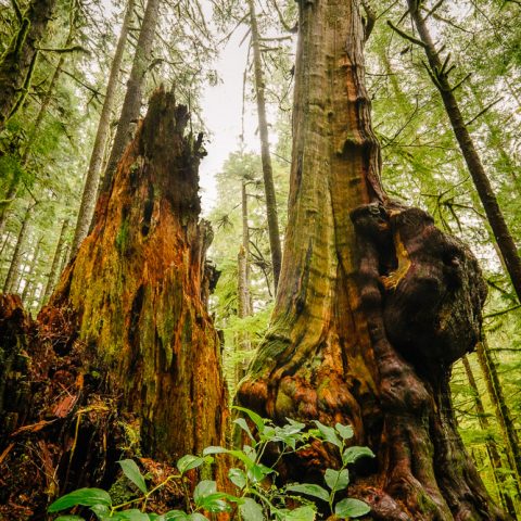 Side View of the Ancient Redcedar