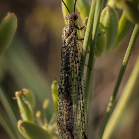 Antlion