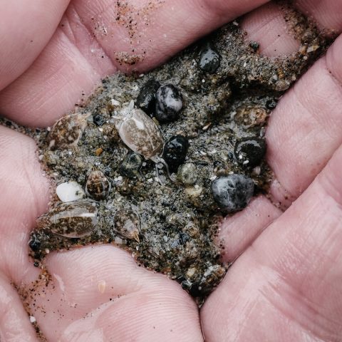 Pacific Mole Crabs (Emerita analoga)