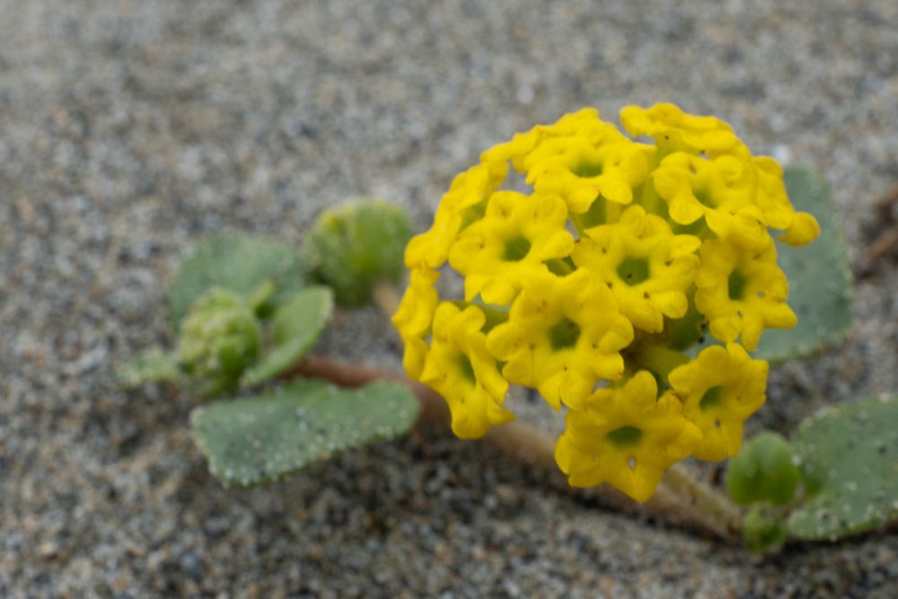 Yellow Sand-verbena (Abronia latifolia)