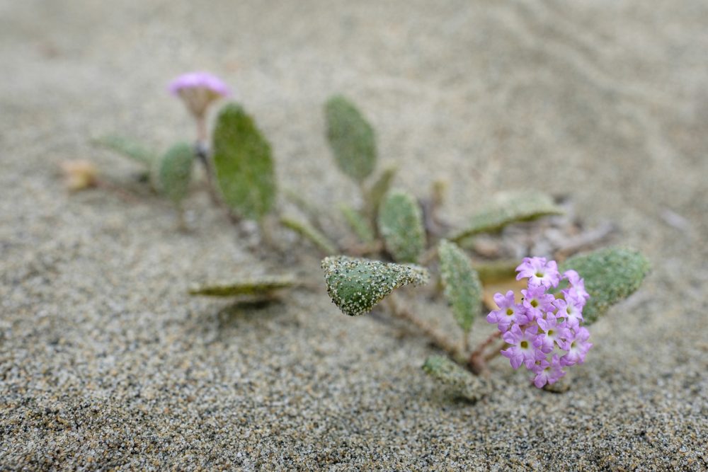 Pink Sand-verbena (Abronia umbellata)