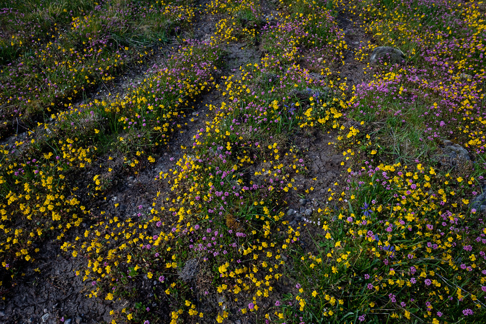 Spring flowers at Harewood Plains.