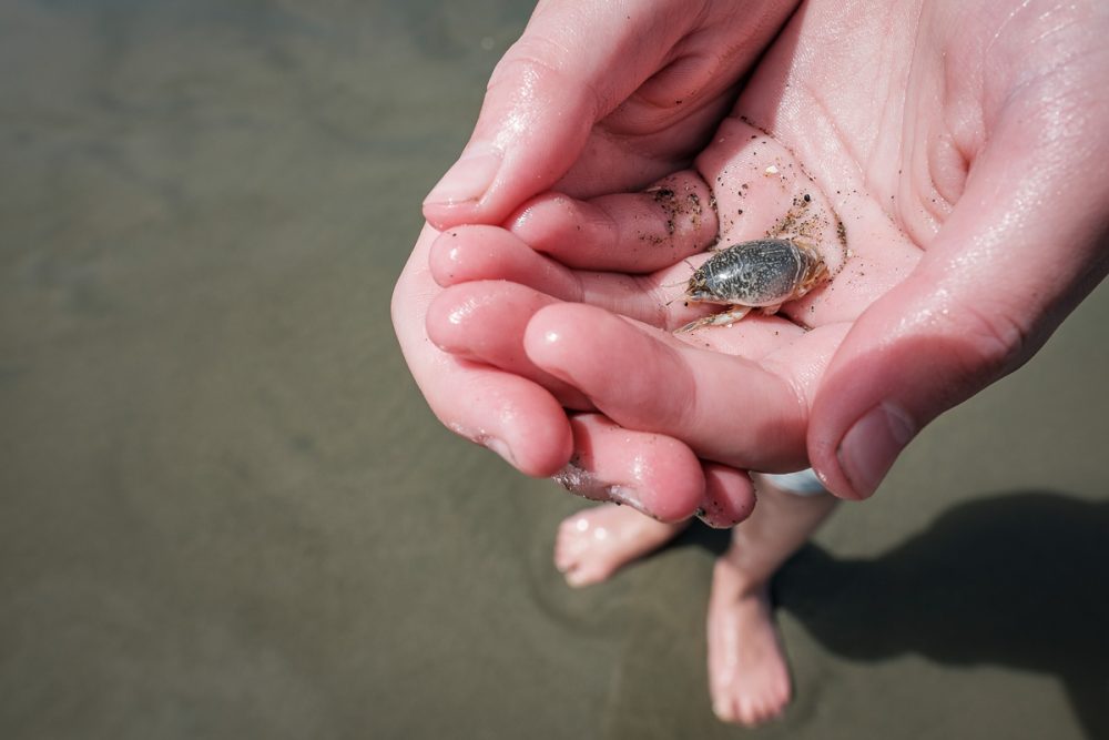 Small mole crab in hand.