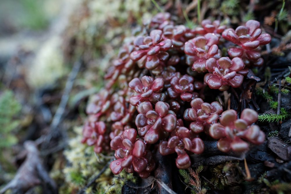 Oregon Stonecrop (Sedum oreganum)