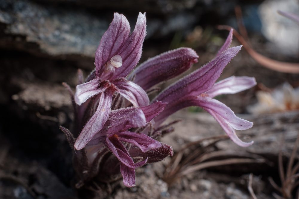 California Broomrape (Orobanche californica) flower detail.
