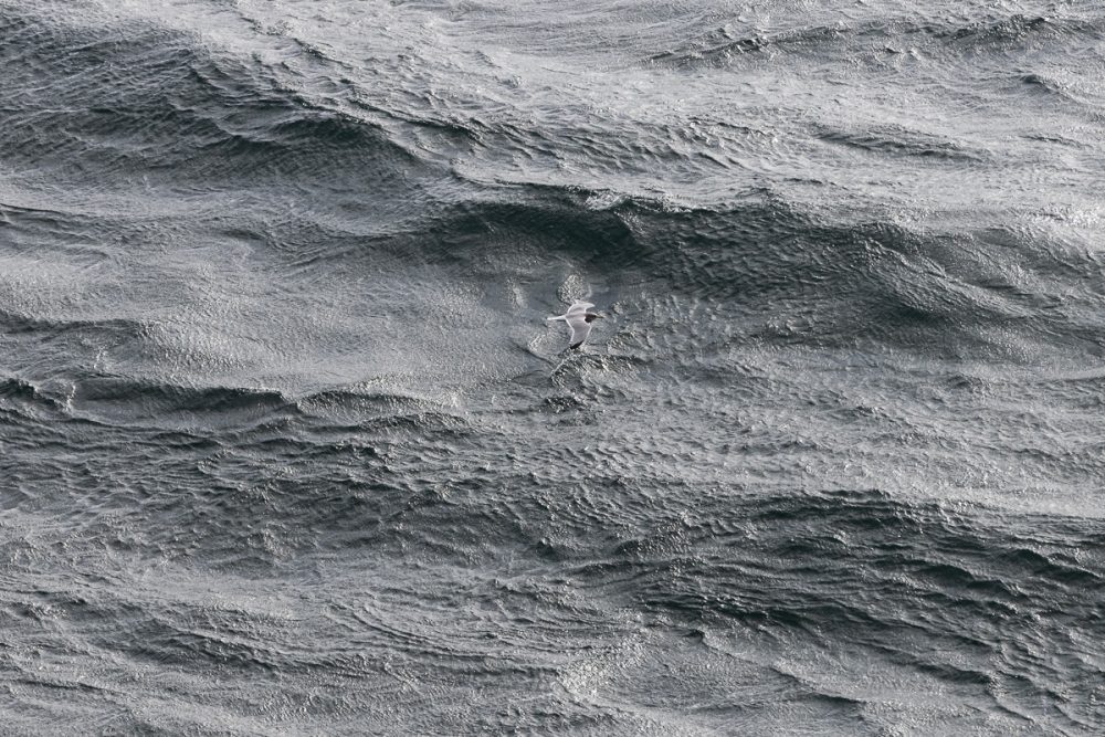 Gull with black wing-tips flying over the ocean.
