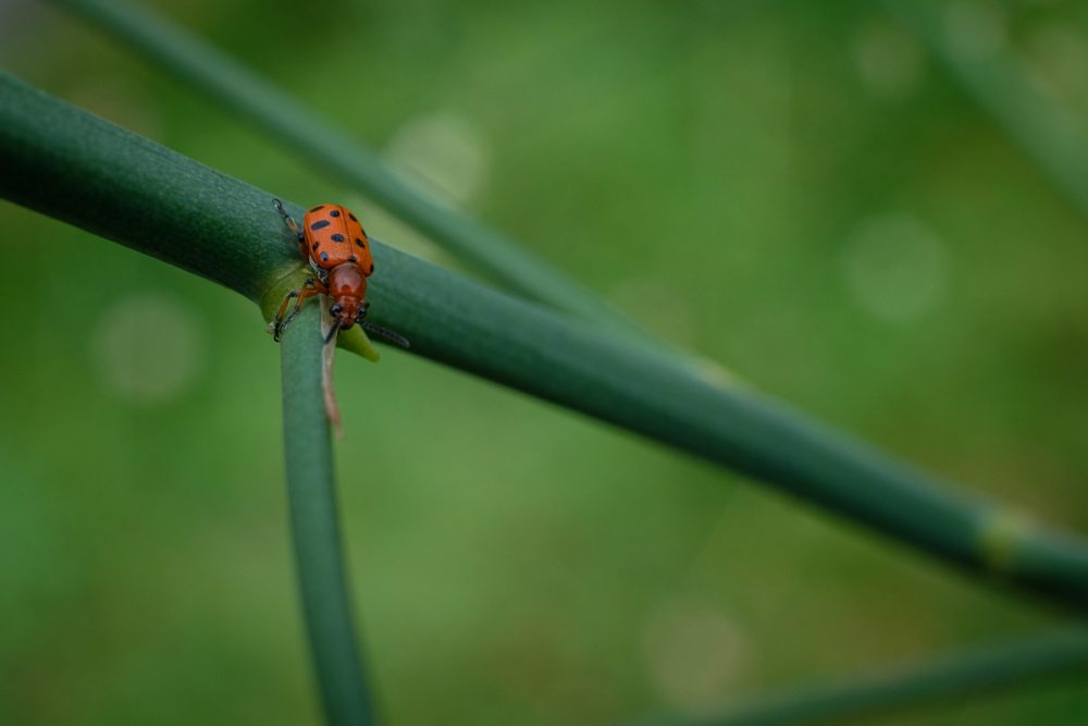 Spotted Asparagus Beetle (Crioceris duodecimpunctata)