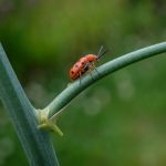 Spotted Asparagus Beetle (Crioceris duodecimpunctata)