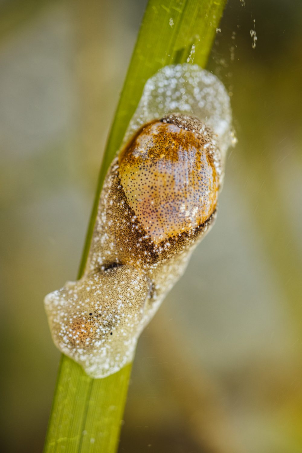 Blister Glassy-Bubble Snail (Haminoea vesicula) on eelgrass.
