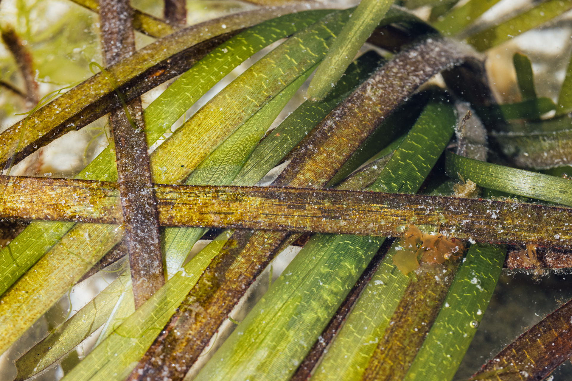 Blister Glassy-Bubble Snail Bonanza! - Island Nature