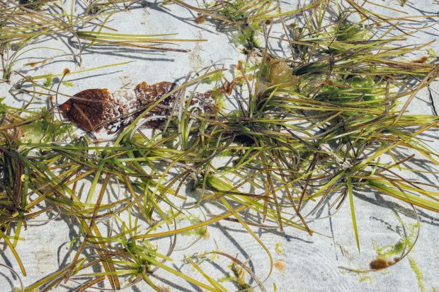 Eelgrass bed at Kye Bay.