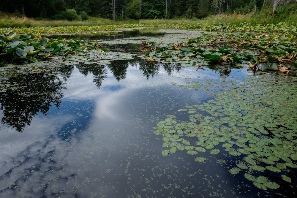 Pond at Elk/Beaver Lake Regional Park