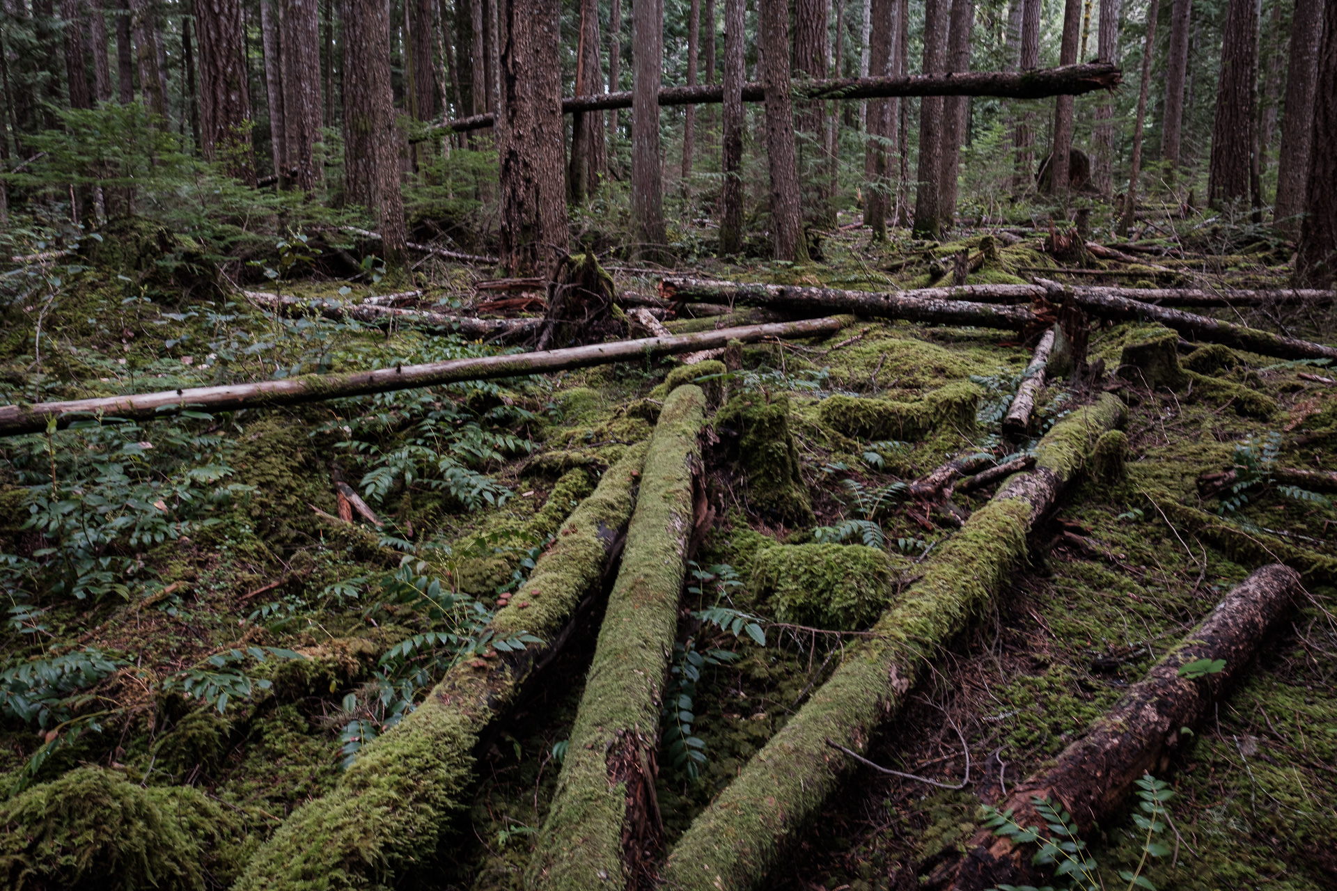 Forest Along the Bevan Trail