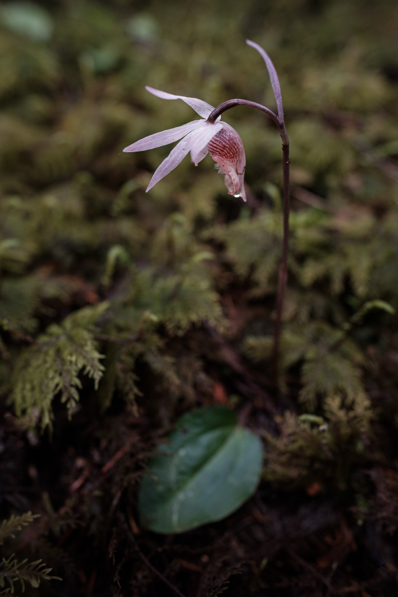 Calypso Orchid (Calypso bulbosa)