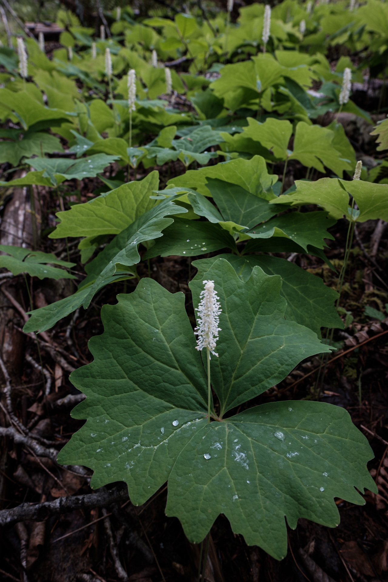 Vanilla-leaf (Achlys triphylla)