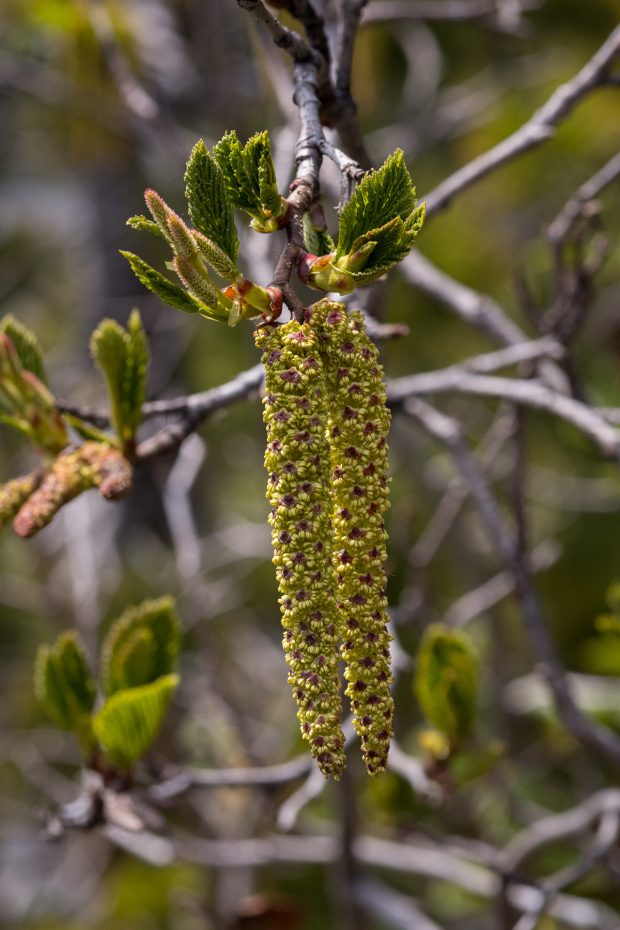 Sitka alder catkins