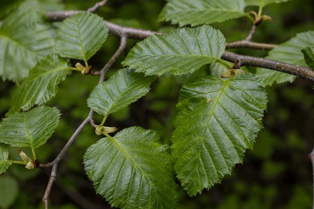 Sitka alder (Alnus alnobetula ssp. sinuata)