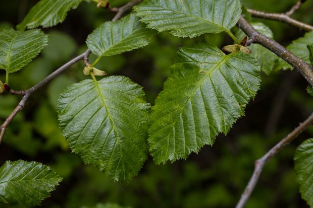 Sitka alder (Alnus alnobetula ssp. sinuata)