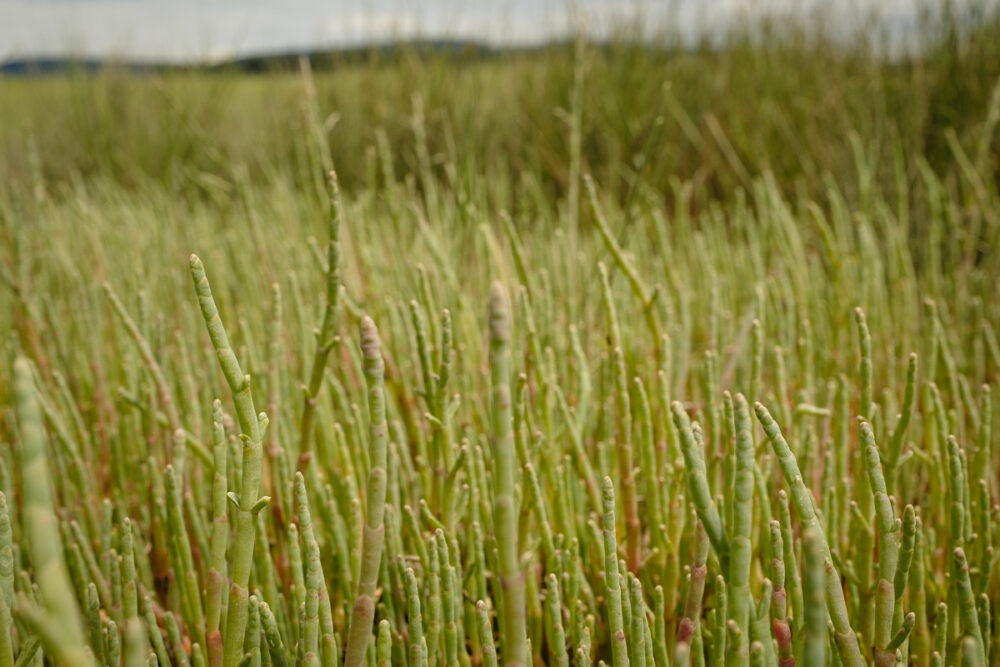 American glasswort (Salicornia pacifica)