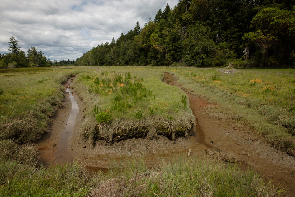 Tidal Channel